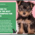 What kind of shampoo is best for Yorkshire Terriers