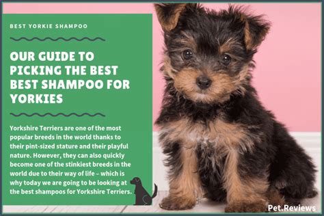 What kind of shampoo is best for Yorkshire Terriers