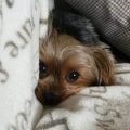 What should I do if my Yorkshire Terrier is vomiting