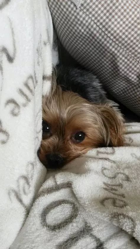 What should I do if my Yorkshire Terrier is vomiting