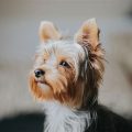 What to consider when adopting a Yorkshire Terrier