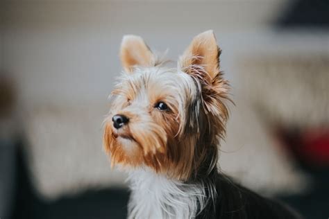 What to consider when adopting a Yorkshire Terrier