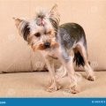 What to do if a Yorkshire Terrier is afraid of the dark