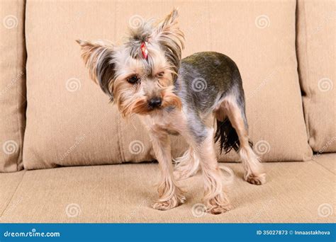 What to do if a Yorkshire Terrier is afraid of the dark