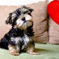 What to do if a Yorkshire Terrier is scared