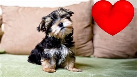 What to do if a Yorkshire Terrier is scared