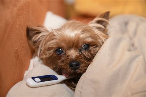 What to feed a sick Yorkie