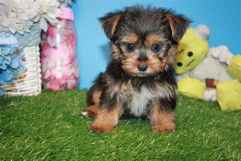 What toys are best for Yorkshire Terriers