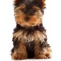 What treats are low-calorie for Yorkies