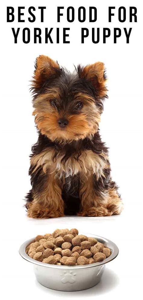 What treats are low-calorie for Yorkies