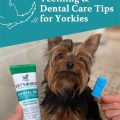 What treats help Yorkie teeth cleaning