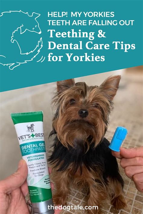 What treats help Yorkie teeth cleaning