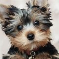 What type of coat does a Yorkshire Terrier have