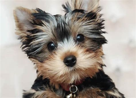 What type of coat does a Yorkshire Terrier have