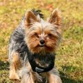 What type of collar is best for Yorkies