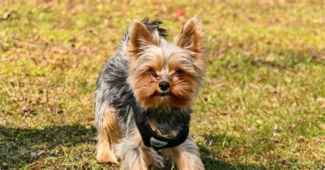 What type of collar is best for Yorkies