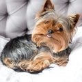 What’s the best bedding for a Yorkshire Terrier