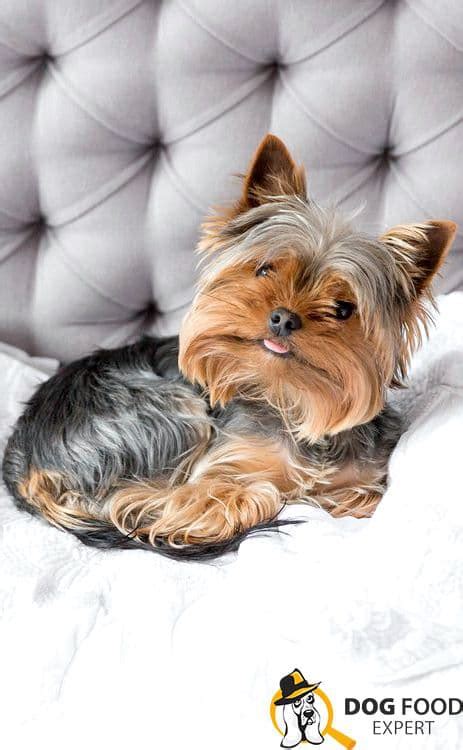 What’s the best bedding for a Yorkshire Terrier