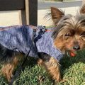 What’s the best harness for a Yorkshire Terrier