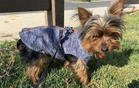 What’s the best harness for a Yorkshire Terrier