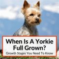 When Are Yorkies Fully Grown And Their Growth Stages?