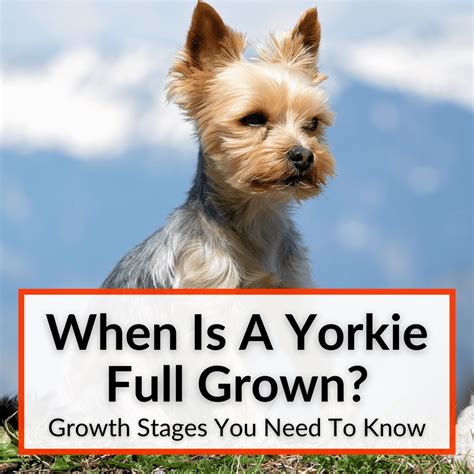 When Are Yorkies Fully Grown And Their Growth Stages?