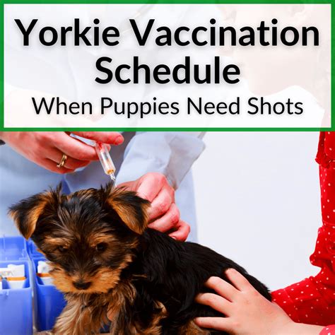 When should Yorkshire Terrier puppies be vaccinated