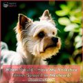 When should a Yorkshire Terrier be neutered