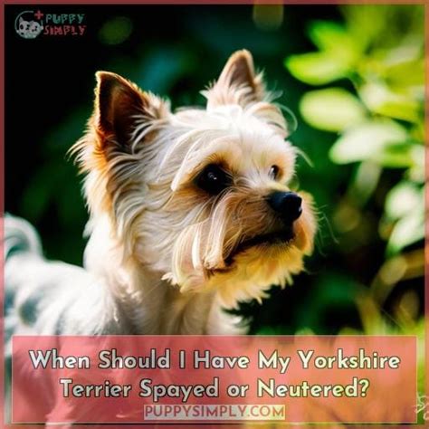 When should a Yorkshire Terrier be neutered