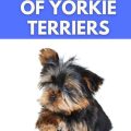 Where Do Yorkies Originate: History And Facts