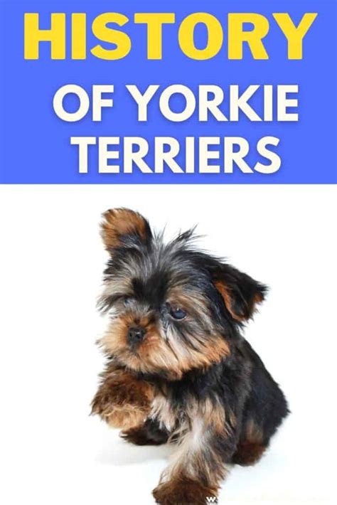 Where Do Yorkies Originate: History And Facts