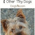 Where to buy hypoallergenic food for Yorkies