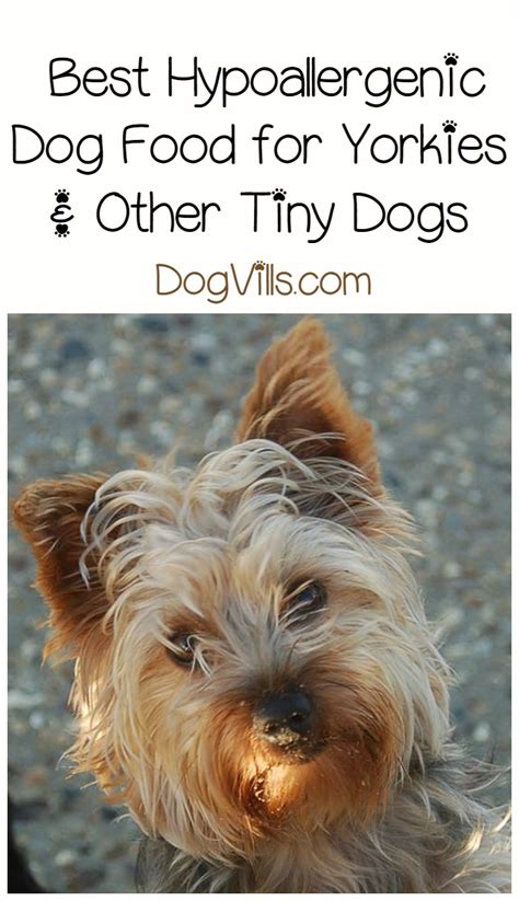 Where to buy hypoallergenic food for Yorkies