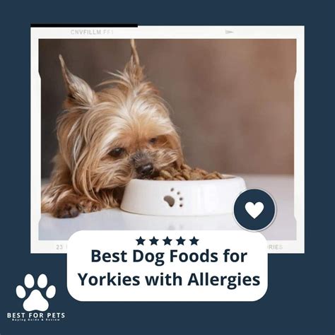 Which Yorkie food is best for allergies