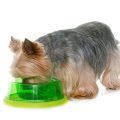 Which Yorkie food prevents shedding