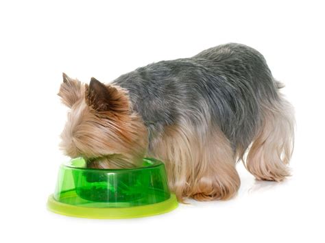 Which Yorkie food prevents shedding