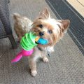 Which Yorkie toys reduce boredom