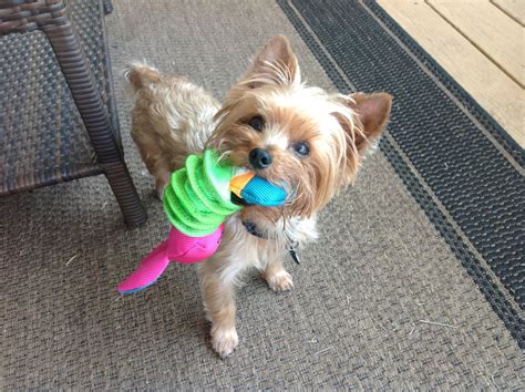 Which Yorkie toys reduce boredom