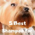 Which dog shampoo is best for Yorkies