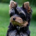 Which flea collar is best for Yorkies