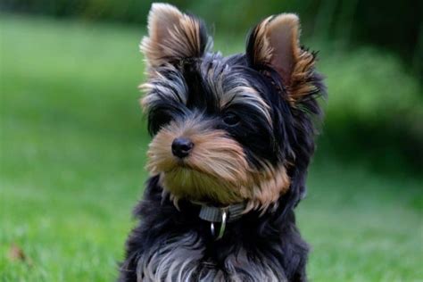 Which flea collar is best for Yorkies