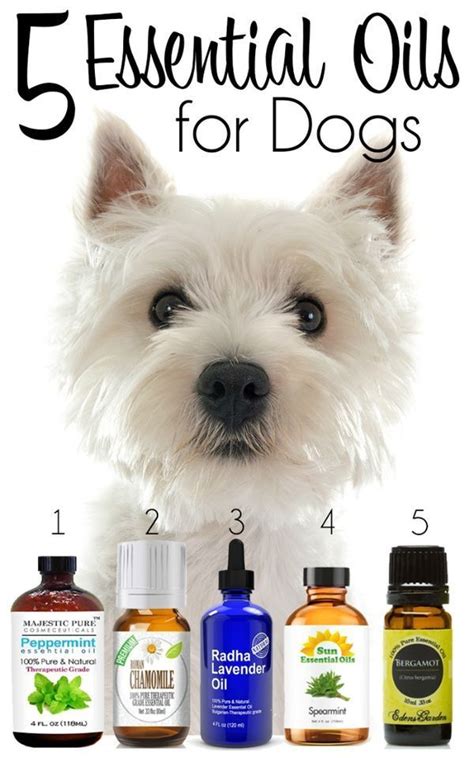 Which oils are good for Yorkie’s coat