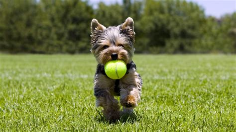 Which toys are safe for Yorkies