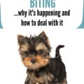 Why Yorkies Bite: Understanding Common Causes