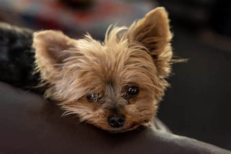 Why do Yorkies have tear stains