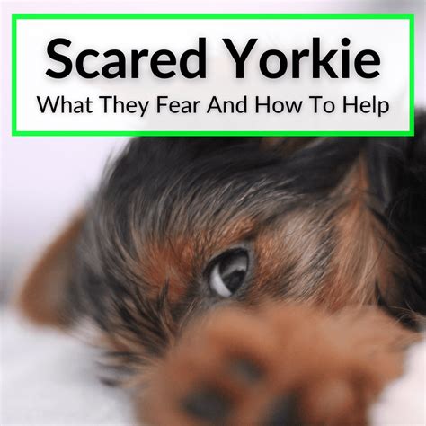 Why do Yorkies shake when scared