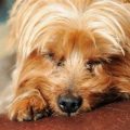 Why do Yorkies snore so much