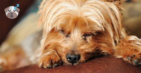 Why do Yorkies snore so much