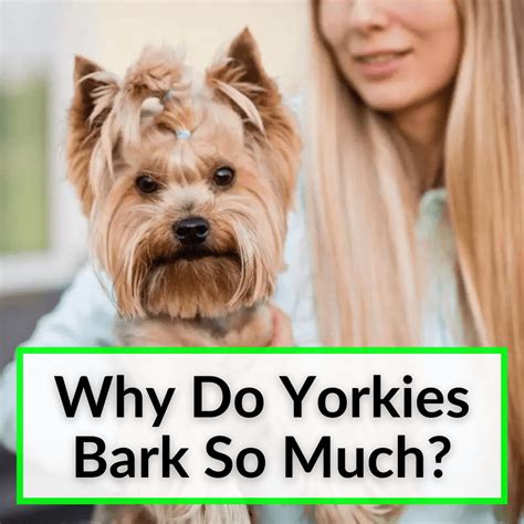 Why do Yorkshire Terriers bark so much