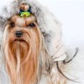 Why do Yorkshire Terriers get cold easily